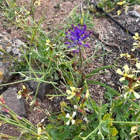 아파트 Brisa Y Marea *