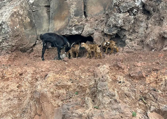 Brisa Y Marea דירה *